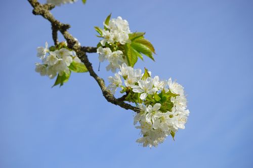 白色杏花圖片花卉鮮花花朵果樹杏花
