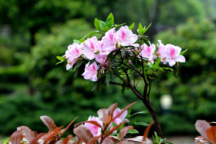 杜鵑花圖片花卉鮮花花朵杜鵑花映山紅山石榴山躑躅