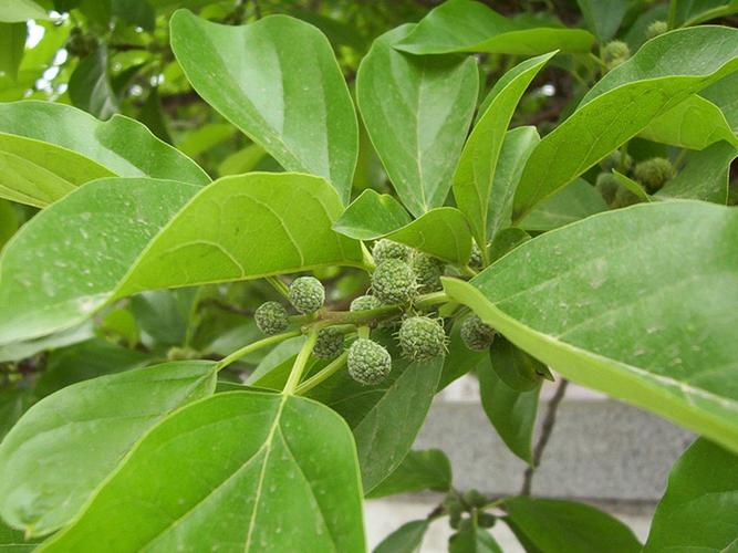 柘樹種子價(jià)格 柘樹種子批發(fā) 林木種子銷售圖片_5