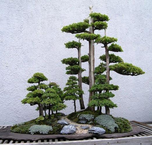 盆景5大造型技巧趕緊學起