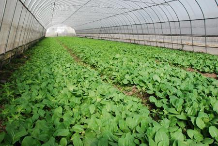 山東省蔬菜種植行業(yè)企業(yè)