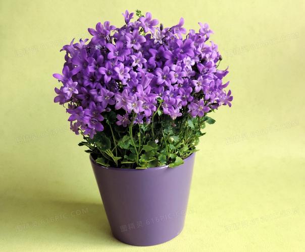 紫色盆栽花卉圖片
