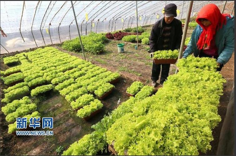 據(jù)悉,"盆栽蔬菜"是采用基質(zhì)無土栽培技術(shù)培育,成