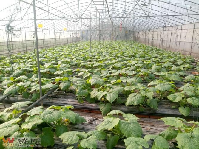 高縣:特色蔬菜殺入新市場 循環(huán)農(nóng)業(yè)打造新模式