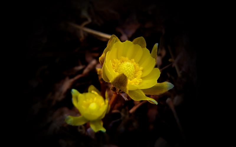 冰凌花圖片花卉鮮花花朵冰凌花福壽草頂冰花福壽花元日草早春花冰涼花