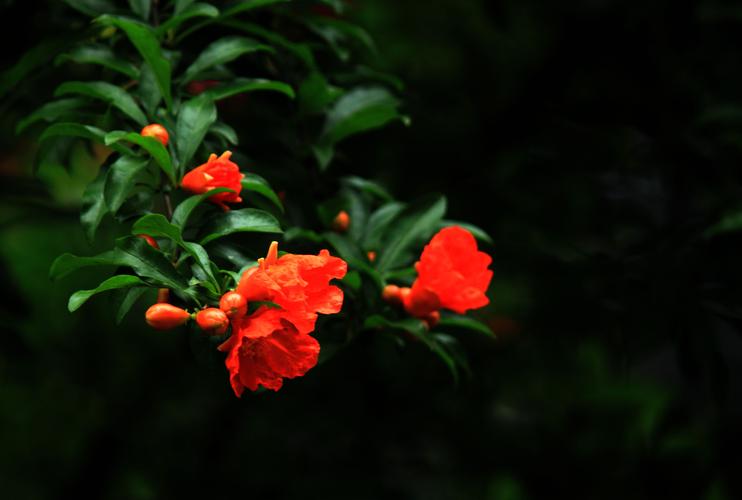 紅艷艷的石榴花圖片花卉花的特寫果樹石榴花