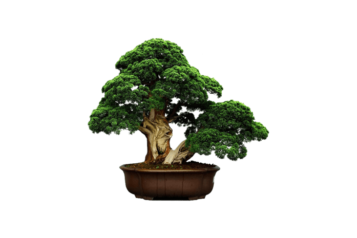 盆景圖片大全