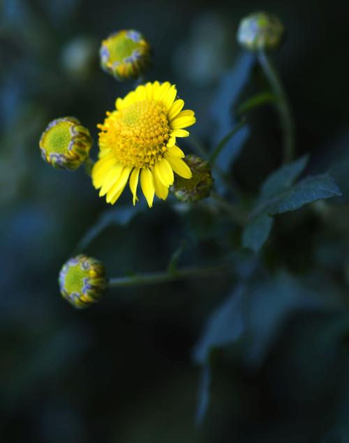 花朵,菊花,植物,野菊花,植物花卉野菊花圖片 花朵,菊花,植物,野菊花