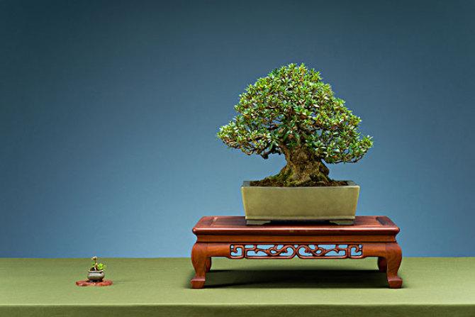 盆景樹