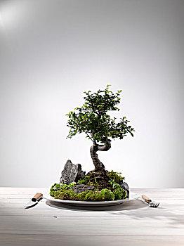 盆景圖片