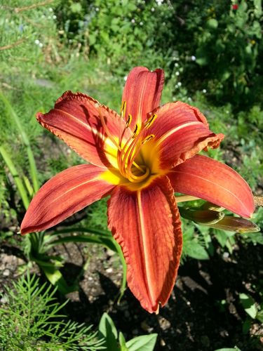 花朵,萱草花,萱草,黃花菜,金針菜,鹿蔥,川草花,忘郁,丹棘,植物花卉