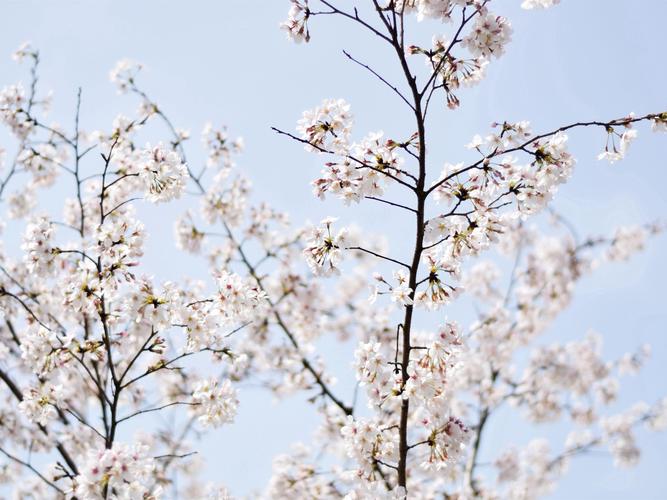 春日櫻花圖片花卉鮮花花朵櫻花