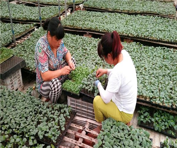 各類蔬菜種苗培育代育,種苗,凱盛農(nóng)業(yè)