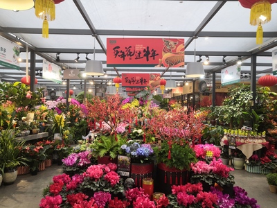 春節臨近,長沙花卉銷售升溫了