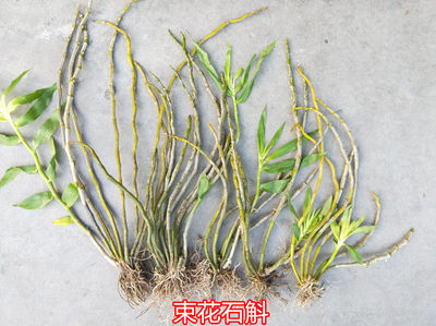蘭花附生蘭吊蘭花盆栽黃色束花石斛 推薦
