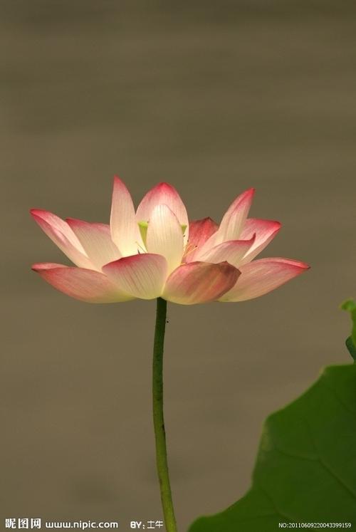 花卉 荷花圖片