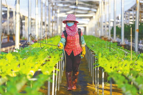 我省代表委員積極建言 菜籃子 保供穩價