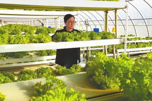 白銀靖遠縣大力發展設施農業 提升蔬菜知名度