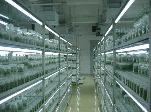 蔬菜組培間設計/植物快繁那里做/組織培養間效果圖/風淋室組培室規劃