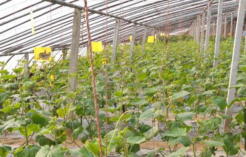 減產的前兆 瓜果蔬菜長勢差,掌握3個補救方法,效果好