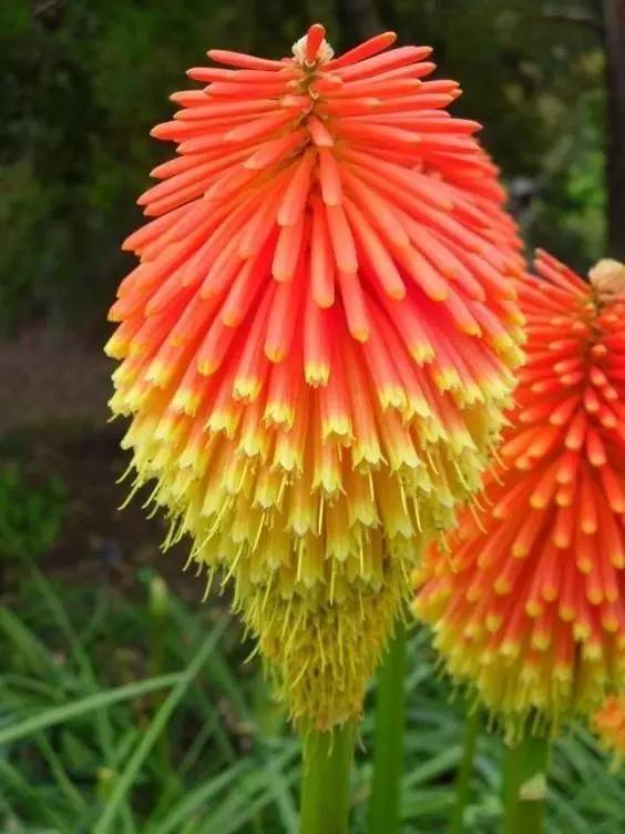 奇異花卉,漂亮