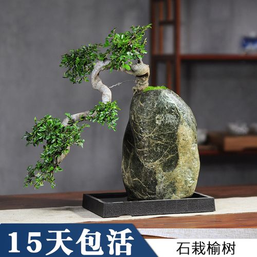 小葉榆樹盆景
