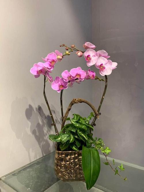蝴蝶蘭盆栽