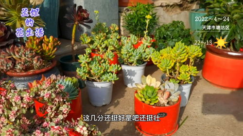 天津花卉市場的多肉價格你能接受嗎,網(wǎng)友說一年也賣不出一兩盆