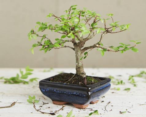 做對幾點,榆樹盆景粗壯矮霸姿態(tài)美