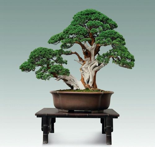 氣勢磅礴神韻蒼郁風(fēng)骨巍然的側(cè)柏盆景