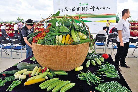 農(nóng)民朋友反映較好的蔬菜良種以及新培育的高產(chǎn)優(yōu)質(zhì)的蔬菜新品種