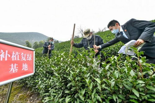 濫伐林木被判3年 他在長興和平山里補植100多棵樹