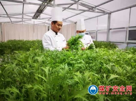 唐口煤業 第一批無土栽培有機蔬菜開始采摘