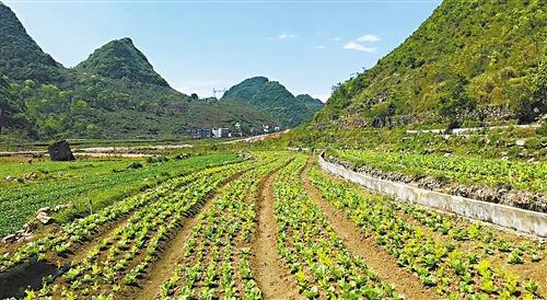 新技術(shù),培育新市場(chǎng),把一塊塊小田埂變成了供港蔬菜大基地,探索出了一