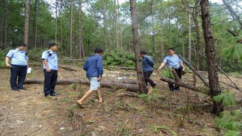 麗江警方破獲近年來特大濫伐林木系列案,涉案9人均被判處有期徒刑以上刑法...