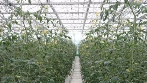表情 無土栽培需要投資多少錢栽培技術有哪些 哪些蔬菜可以無土栽培 ... 表情