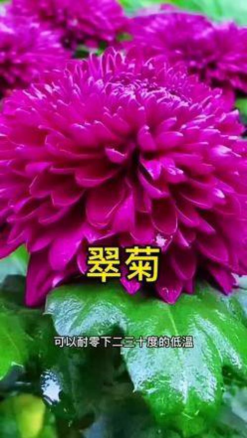 耐寒又耐高溫的翠菊 花期長好養(yǎng)活 養(yǎng)花小知識 養(yǎng)花 花卉綠植