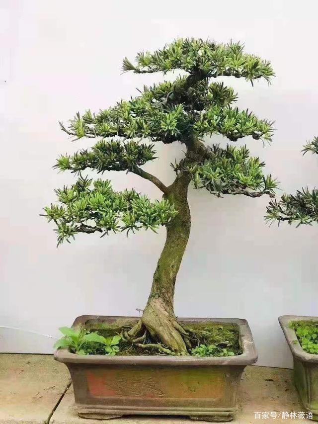 羅漢松盆景