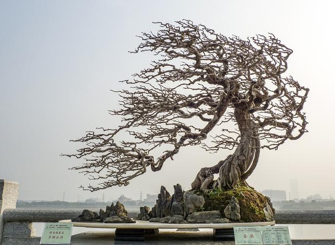 【嶺南盆景攝影圖片】生態(tài)攝影_太平洋電腦網(wǎng)攝影部落