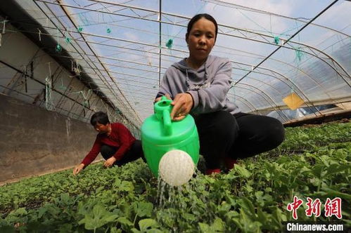 河北臨西培育特色產業 蔬菜育種托起 致富夢