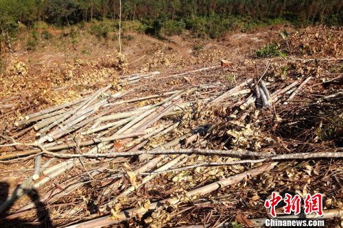 云南景谷破獲一起特大濫伐林木案 20畝桉樹遭砍伐
