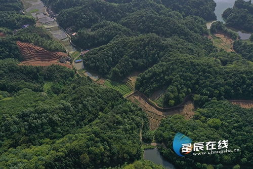 濫伐林木 長沙兩男子獲刑3年并賠償11萬余元生態(tài)修復(fù)費(fèi)