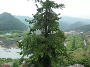 福建新增3處國家重點(diǎn)林木良種基地 一起看看都是哪