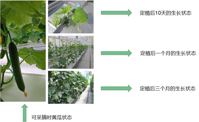 南京國家農創中心:科技賦能現代農業 神奇的“植物工廠”讓種菜變簡單