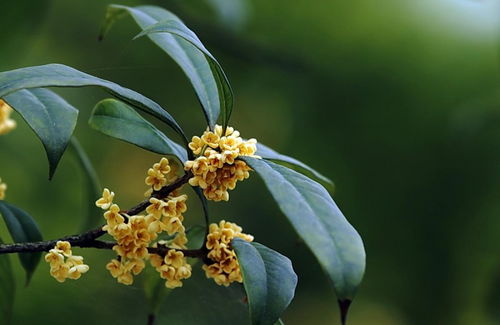 福建精品大桂花的種類可以從花顏色簡單分辨