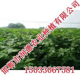 牧桑苗價格,牧桑苗廠家,邯鄲潤德農(nóng)業(yè)價格 牧桑苗價格,牧桑苗廠家,邯鄲潤德農(nóng)業(yè)廠家  