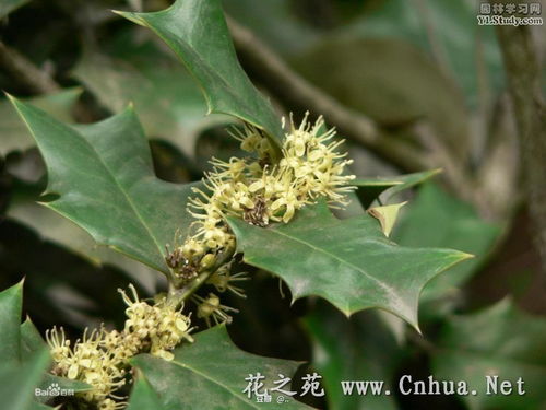 ..的相冊 植物