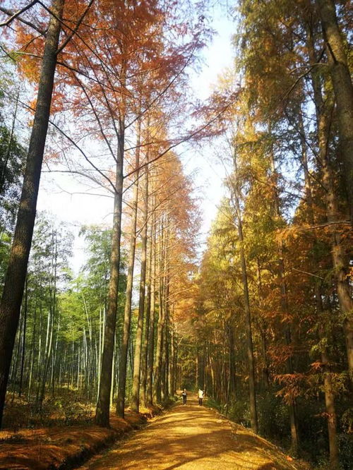 打卡這個秋天最不能錯過的秋景,有人一大早就從諸暨趕來