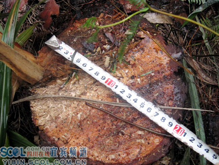 宜賓:翠屏區“冬季戰役”重拳出擊 查處一起濫伐林木案(組圖)-滾動