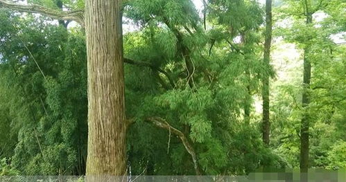 母親獨(dú)自供兒子上大學(xué),因盜伐林木被抓,民警上門(mén)幫其喂豬